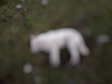 Denuncian masivo envenenamiento de perros en el sector El Yacal