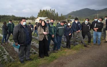 Gobierno Regional del Maule aprobó $2.788 millones para pequeños frutilleros