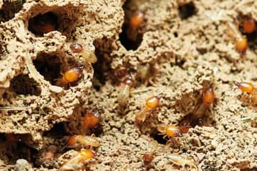 Cambio climático: científicos alertan que las termitas avanzan al sur de Chile