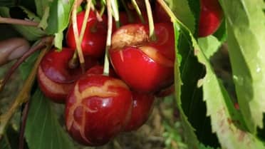 Atención fruticultores: Llaman a activar seguros por efectos de las lluvias del fin de semana