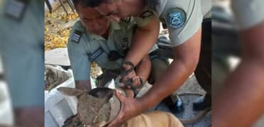 Carabineros de Cauquenes rescató a perrito que atascó su cabeza en un tarro