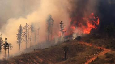 Onemi ordena evacuar sectores de Lumaco por avance de incendio forestal