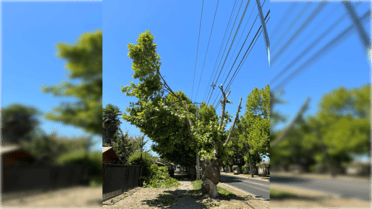 Acusan mutilación de árboles por parte de la CGE en Molina