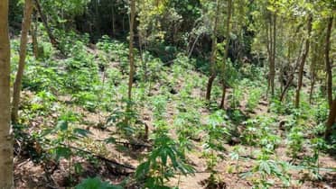 Más de cinco mil plantas de marihuana fueron decomisadas en San Fernando
