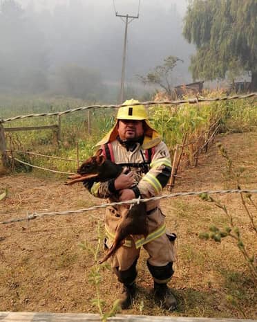 Entérate de cómo ayudar si encuentras un animal silvestre afectado por el fuego