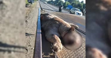 Puma fue encontrado muerto en Ruta 5 de Freire: habría estado huyendo de incendios