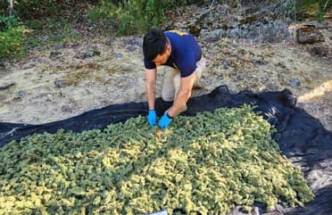 PDI incauta más 10 mil plantas de marihuana en la precordillera de San Fernando