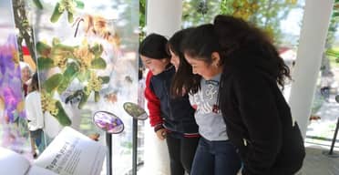 Muestra sobre abejas silvestres se extenderá hasta mediados de marzo en Vichuquén