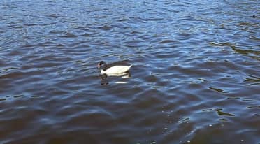 Denuncian excesivo ingreso de agua salada en Lago Vichuquén