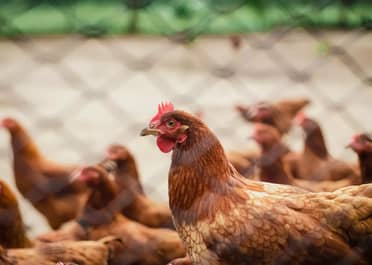 Confirman primer caso de influenza aviar en planta de Agrosuper