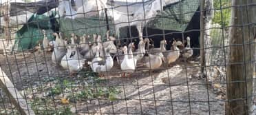 Este miércoles sacrificarán a más de 200 aves de corral por brote de gripe aviar en Romeral