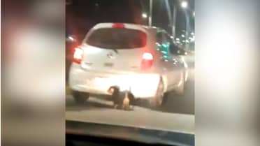 "Fúname, no me importa": Captan a mujer abandonando perritos en plena calle