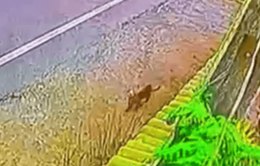 Puma preocupa a vecinos de Romeral: Fue descubierto atacando animales