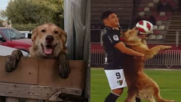 Perrito que ingresó a La Granja es buscado por sus dueños