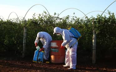 Amplían detención de hombre detenido por robo de agroquímicos en Molina