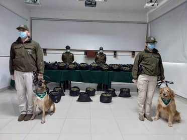 Perras detectoras de drogas encontraron 138 kilos de marihuana en control policial