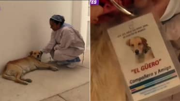 Perro espera a su dueño afuera de un hospital desde hace ocho meses
