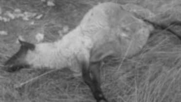 Ganadero de Hualañé denunció ataque de jaurías de perros a ovejas