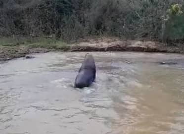 Vecinos avistan e intentan rescatar a lobo de mar en estero de Curepto