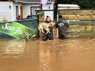 Familias y sus mascotas son evacuadas por desborde de estero en Constitución