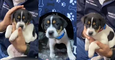 Perrito apodado "Desastre" es rescatado por Senapred en medio de las intensas lluvias