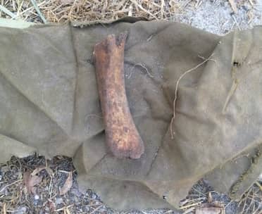 Brigada de Homicidios investiga hallazgo de posible osamenta humana en Lontué