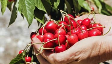 SAG ratifica normalidad en las exportaciones de cerezas a Brasil tras incidente fitosanitario