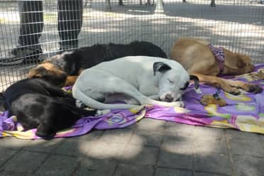 Municipio de Curicó promueve adopción de perros en la Plaza de Armas