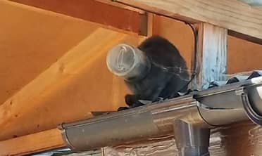 Rescatan a gato que estuvo dos semanas con la cabeza atrapada a un tarro de mayonesa
