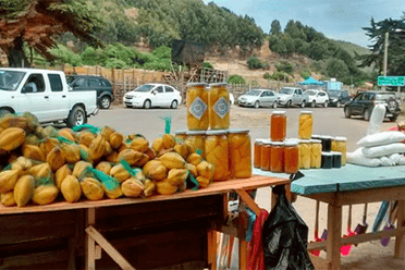 Este sábado se realiza la Fiesta de la Papaya en Lipimavida: shows en vivo, gastronomía y baile con orquesta serán parte de la jornada