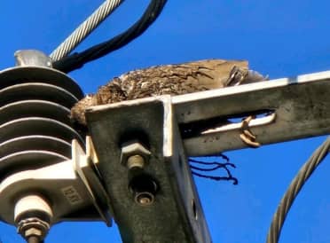 Ave provocó prolongado corte del suministro eléctrico en el sector oriente de Curicó