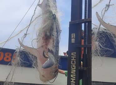 Pescadores capturan un tiburón de casi 400 kilos y 3 metros de largo en Constitución