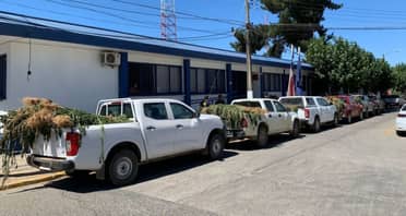 Detectan tres plantaciones de marihuana en predios forestales en el Maule