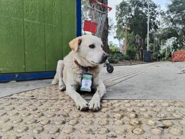 Perro rescatado es incorporado como “guardaparques” en Curicó