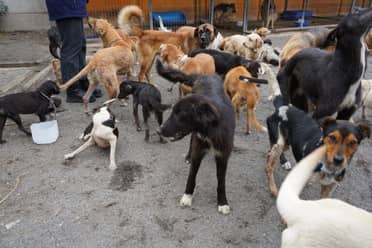 Concejala Bravo relata mejora en estado de animales maltratados en refugio “Almas En el Camino” de Curicó