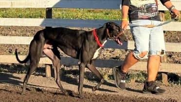 Alcaldesa de Molina y polémica por canódromo: “El problema es la tenencia responsable de mascotas”