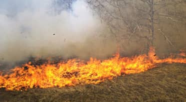 Formalizan a hombre por incendio de pastizales en Linares: Quedó con medidas cautelares