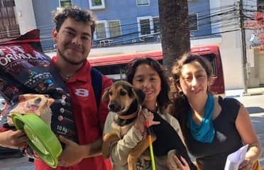 Centro Veterinario Municipal de Curicó y Fundación Paticorta realizaron jornada de adopción de perros rescatados de maltratos