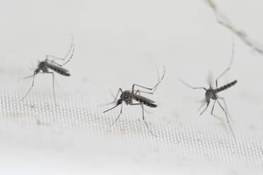 Confirman caso de Dengue en Hualañé: “Se trata de un caso importado”