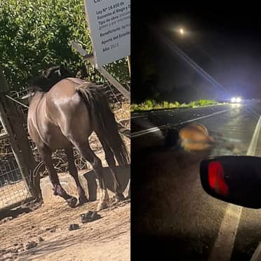 Graves ocupantes de automóvil tras impactar contra caballo suelto en Cordillerilla