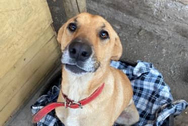 Anuncian jornada de adopción de perros rescatados del ex refugio Almas en el Camino en Curicó