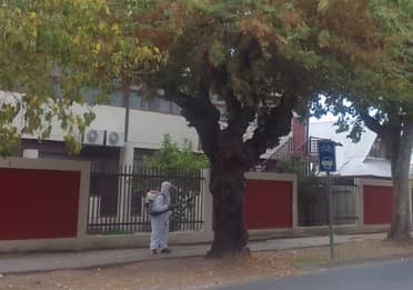 Municipio de Curicó aplica medidas para controlar proliferación del chinche del arce