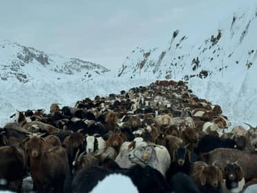 SAG responde a crianceros que acusan problemas para evacuar ganado atrapado en la cordillera del Maule