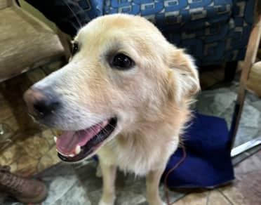 Anuncian campaña solidaria para operar a perro abusado sexualmente en Curicó