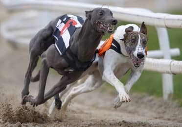 Concejala Paulina Bravo lamentó rechazo a ley que prohibía carreras de perros galgos
