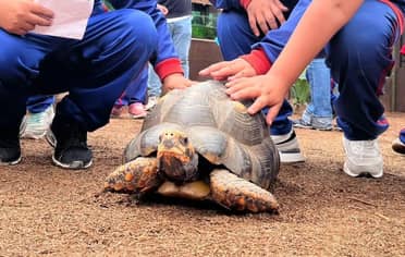 Municipio de Rauco celebrará el Día del Niño y la Niña con “Selva Viva” de forma gratuita