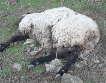 Criancero de Hualañé denunció que perros domésticos matan a ovejas preñadas y con crías recién nacidas