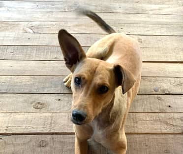 Buscan a perros comunitarios de Los Queñes que escaparon durante la Maratón del Maule