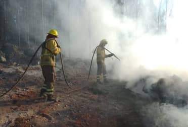 Fiscalía formalizó a autor de incendio de bosque en la comuna de Maule