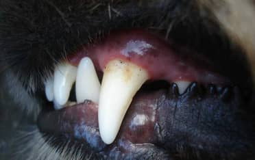 Trabajador de áreas verdes de Curicó sufrió lesiones tras ser mordido por un perro en sector Santa Fe